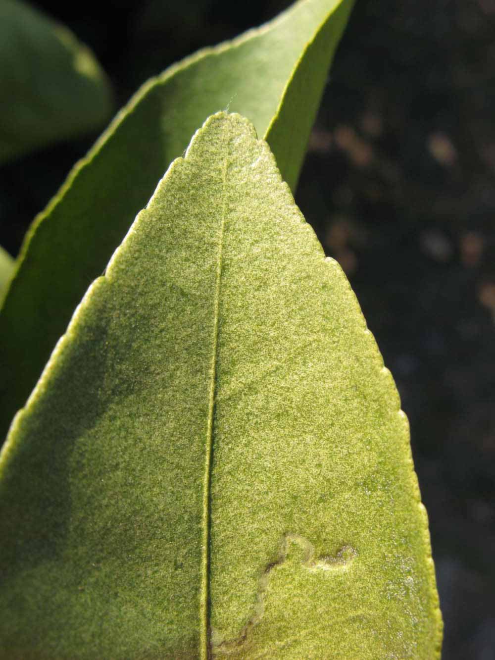              Margin (Winter Haven, FL)       